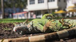 Floridians have captured over 2,000 stunned iguanas during cold front -  Axios Miami