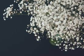 Download and share awesome cool background hd mobile phone wallpapers. Hd Wallpaper Shallow Focus Photography Of White Flowers Selective Focus Photography Of White Baby S Breath Flower Wallpaper Flare