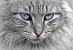 Hypoallergenic Cats Price - Hypoallergenic Cats