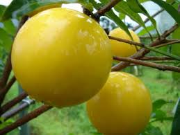 Naturehills.com has been visited by 10k+ users in the past month Pin On Exotic Fruits
