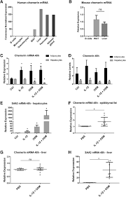The waxholm rat atlas is an open access volumetric atlas of the sprague dawley rat brain. The Methylation Status Of The Chemerin Promoter Region Located From 252 To 258 Bp Regulates Constitutive But Not Acute Phase Cytokine Inducible Chemerin Expression Levels Scientific Reports