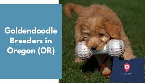 Labradoodle breeders, labradoodle puppy in fl, sc, tn. 25 Goldendoodle Breeders In Oregon Or Goldendoodle Puppies For Sale Animalfate