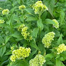 Image result for Celosia nervosa