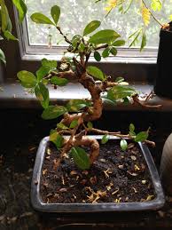 Junipers are some of the most impressive bonsai specimens when done well. Bonsai Losing Leaves Gardening Landscaping Stack Exchange