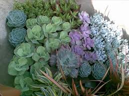 Selling cactus and succulents online. Cactus Succulents Picture Of Quezon Memorial Circle Luzon Tripadvisor