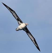 Laysan Albatross, Kaena Point, Oahu Hawaii