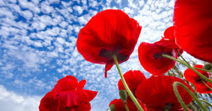 Maybe you would like to learn more about one of these? Cuales Son Las Flores De Primavera Erenovable Com