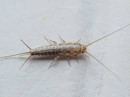 Small silver bug in bed. Why Do I Have Silverfish In My Home Silverfish Prevention Tips