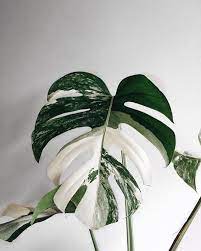 Swiss cheese plant white variegated origin: Amazing Leaf Of Monstera Borsigiana Variegata Phot Best Indoor Plants Perfect Plants House Plants Indoor