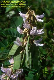 Image result for Abrus fruticulosus