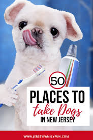 Wide selection · earn points · one price · no surprises 50 Places To Take Your Dog In New Jersey Jersey Family Fun