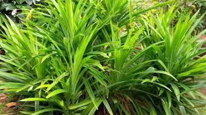 Image result for Pandanus candelabrum