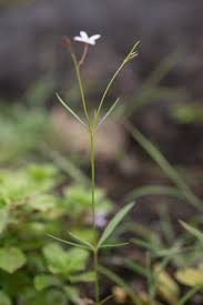 Image result for Kohautia confusa