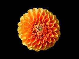 Orange and yellow flowers with green leaves macro photography. 22 Types Of Orange Flowers Pictures Flowerglossary Com