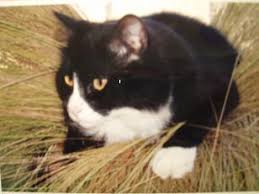 For this step to stick, your goal is to to teach your cat that My Cat Ran Away