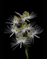Image result for Habenaria adolphi