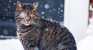 Yes, cockatiels can get cold, they are not designed to cope with harsh winter temperatures and can get very sick even developing hypothermia. How Cold Is Too Cold For Your Cat To Stay Outside Gallant