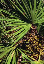 However, marshall explains, among its benefit on the enzyme, saw palmetto uniquely has an effect on the androgen receptor, making it less sensitive to the dht hormone, which progressively shrinks hair follicles, resulting in hair loss. but saw palmetto hasn't always been used for hair loss. Saw Palmetto For Hair Loss Nowiamnappy