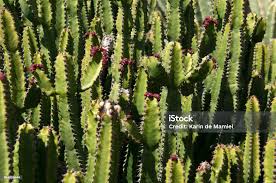 Image result for Euphorbia griseola