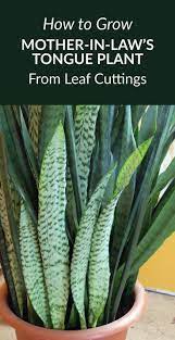 How To Grow Mother In Law S Tongue Plant From Leaf Cuttings Mother In Law Tongue Mother In Law Plant Plants