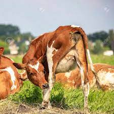 かゆみを持つ若い牛、柔軟に後ろ足を舐める、後ろから見る、尾を振る、青い空の下で小さな乳房。の写真素材・画像素材 Image 144360178