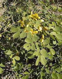 Image result for Erythrostemon