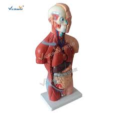 Easy to remove and assemble the different parts,enough details for kids to understand where things go and how they fit together.great for classroom or at home.great for anyone who interested in anatomy, nursing. China Torso Model Human Torso Model Torso Anatomy Model Manufacturer