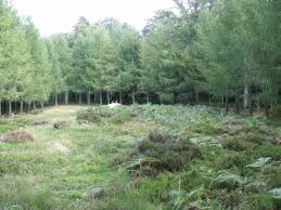 Paul quilès, le ministre des transports prononce le lendemain de l'accident la formule consacrée: A320 Air Inter Mont Sainte Odile Barr Le 20 January 1992 Aerosteles