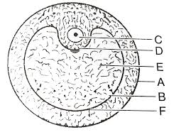Entdecke rezepte, einrichtungsideen, stilinterpretationen und andere ideen zum ausprobieren. In The Diagram Of Section Of Graafian Follicle Different Parts Are Indicated By Alphabets Choose The Answer In Which These Alphabets Chhose The Correct Answer In Which Thesee Alphabets Have Been Correctly