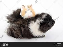 A baby guinea pig is called a pup. Newborn Guinea Pig Image Photo Free Trial Bigstock