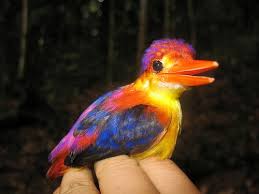 Birds Of A Feather Flock Together Meaning In Malayalam Malaysia Oriental Dwarf Kingfisher Kingfisher Malaysia Forest Ecosystem