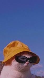 Cat In Glasses And Bucket Hat In 2021 Funny Cat Wallpaper Cat Aesthetic Swag Wallpaper