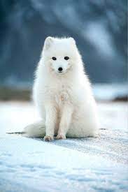 Arctic Fox Baby Arctic Fox Pet Fox Arctic Fox