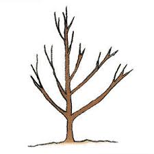 They can see the larger system contributing to a problem, foster. Two Ways To Prune New Fruit Trees Finegardening