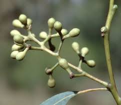 Image result for Eucalyptus cloeziana