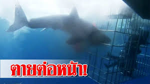 ฉลามในไทย