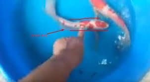 How To Tell If A Fish Is Male Or Female Effective Guide 2019 In 2020 Male Female Thin Body