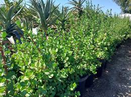 Image result for Portulacaria