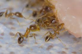 Coastal Brown Ant Stud Earrings Ants Brown