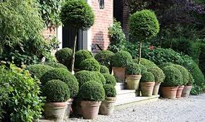 Boxwood Garden Design Boxwood Garden Mediterranean Garden Design Mediterranean Garden