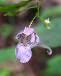Image result for Balsaminaceae