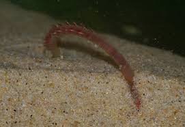 Image result for Aneilema arenicola