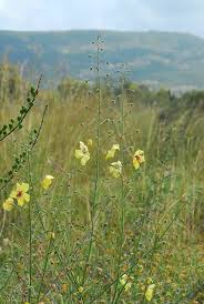 Image result for Anticharis