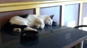 Parfait Gata Bom Gif Find On Gifer