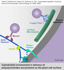 Maybe you would like to learn more about one of these? Geitmann Lab On Twitter If You Work On Plant Cell Walls The Cytoskeleton Plant Development Or Plant Cell Biology You Might Find Our Review On Cytoskeletal Control Of Cell Wall Assembly Useful