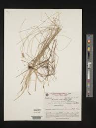 Image result for Abildgaardia ovata