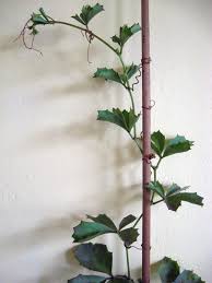 Image result for Cyphostemma quinatum