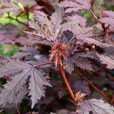 We did not find results for: Mahogany Splendor Hibiscus Hibiscus Acetosella Mahogany Splendor In Wilmette Chicago Evanston Glenview Skokie Winnetka Illinois Il At Chalet Nursery