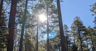Read on to get the. Fr100 Dispersed Wilderness Camping The Dyrt