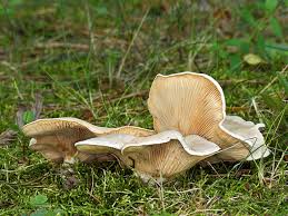 Image result for Clitopilus prunulus